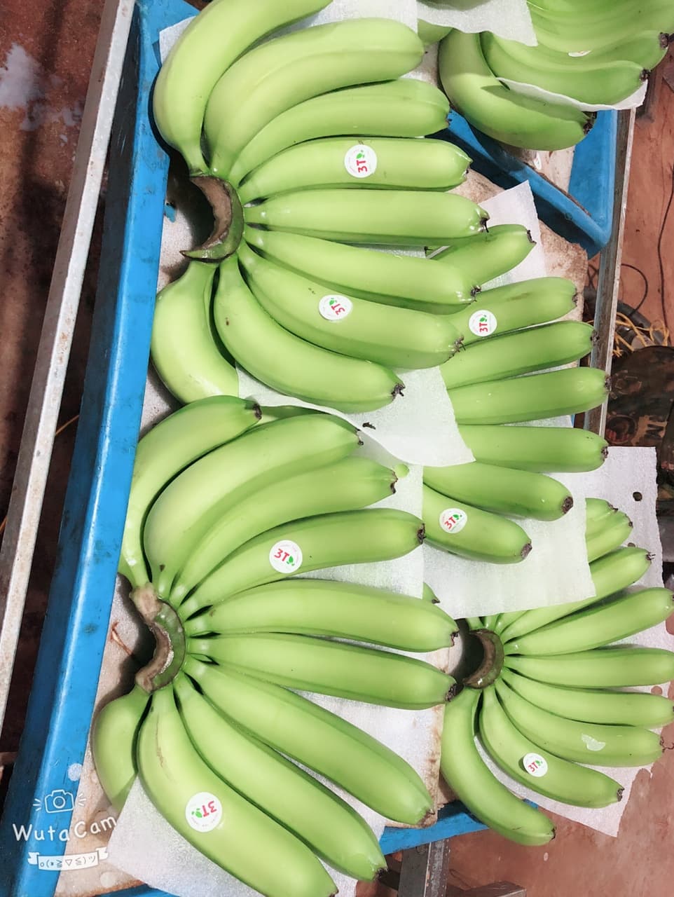 Fresh banana